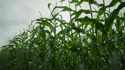 Cornfield. The General plan of the ripening ears of corn. Corn field on a Stock Footage 259994644