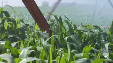 Cornfield getting irrigated 1 Stock Footage 46523714