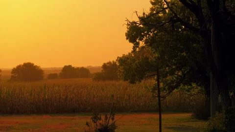 Cornfield at golden hour with a tree in silhouette Stock Footage 345530641