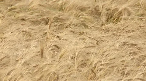 Cornfield / Grainfield Stock Footage 11403918