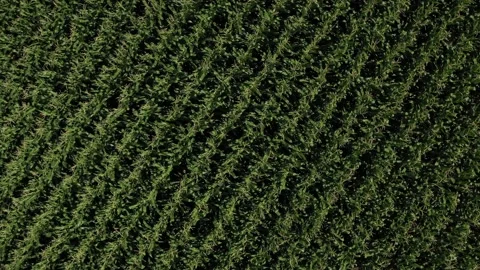 Cornfield graphic plan. Stock Footage 144164796
