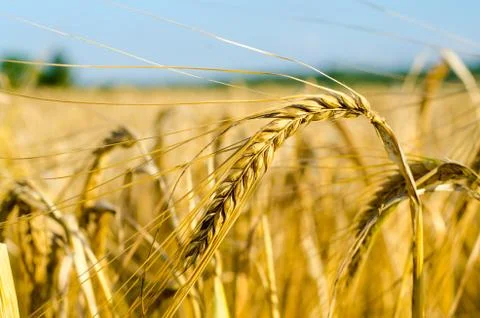 Cornfield - Growing Corn Stockfoto's