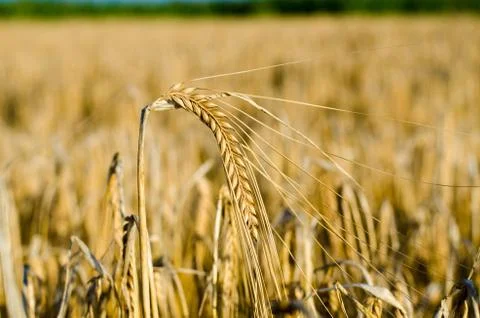Cornfield - Growing Corn Foto stock