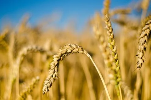 Cornfield - Growing Corn 库存照片