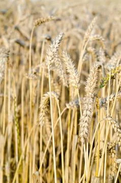 Cornfield - Growing Corn Фото