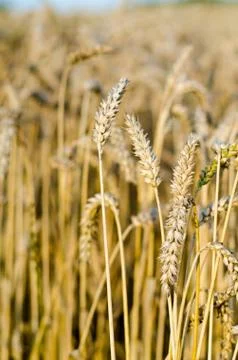 Cornfield - Growing Corn Photos