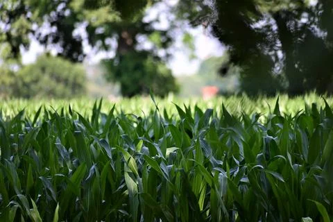 Cornfield with growing plants surrounded by trees Stock Photos