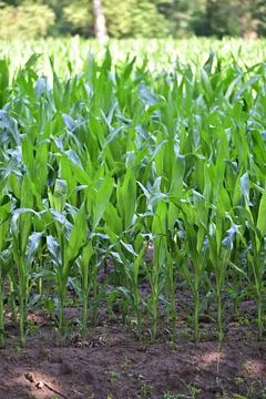 Cornfield with growing plants surrounded by trees Stock Photos