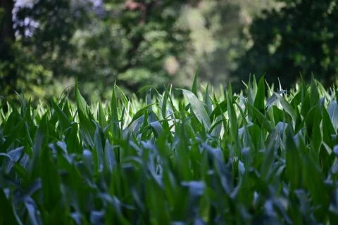 Cornfield with growing plants surrounded by trees Stock Photos