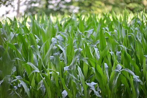Cornfield with growing plants surrounded by trees Stock Photos
