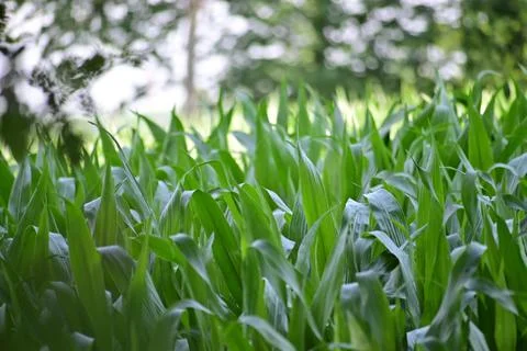 Cornfield with growing plants surrounded by trees Stock Photos