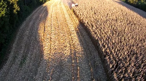 Cornfield harvest aerial Stock-Footage 51368893