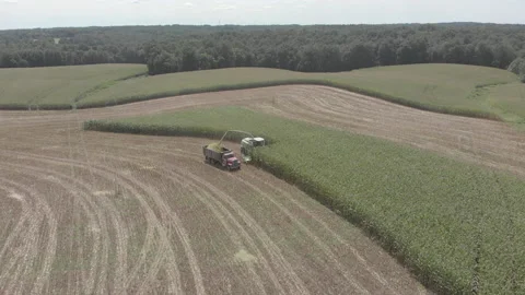 Cornfield Harvest Stock Footage 169553480