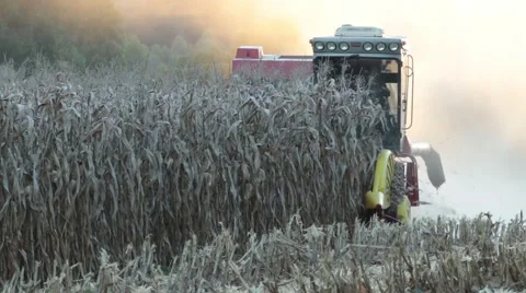 Cornfield harvest at the sunset Video stock 51340664