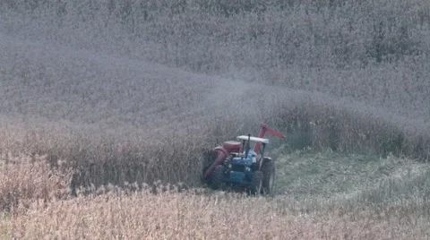 Cornfield harvesting 動画素材 51205747
