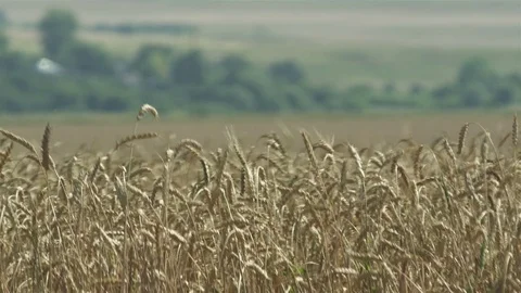 Cornfield hot PAN Stock Footage 73087917