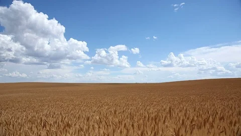 Cornfield in Iowa Stock Footage 73097601