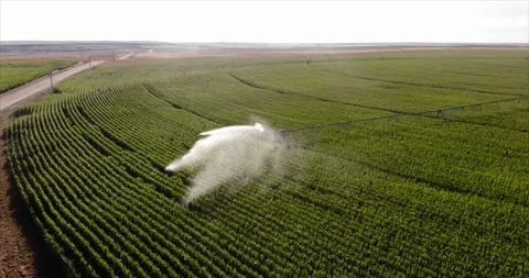Cornfield Irrigation system Stock Footage 138473475