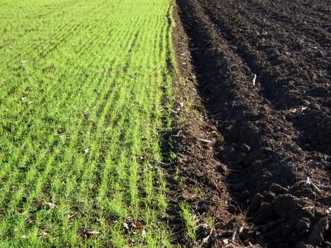 Cornfield in italy Stock-Fotos