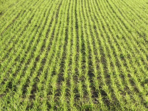 Cornfield in italy Stock Photos