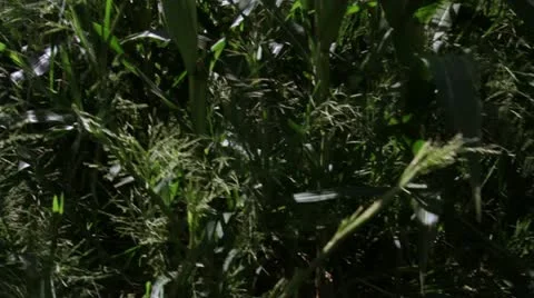 Cornfield jib reveal 動画素材 12029926