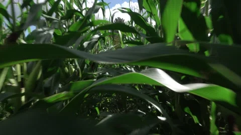 Cornfield Labyrinth 스톡 동영상 284769986