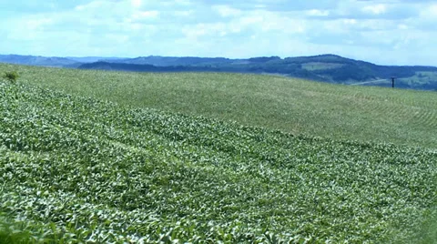 Cornfield landscape 02 Video stock 37153731