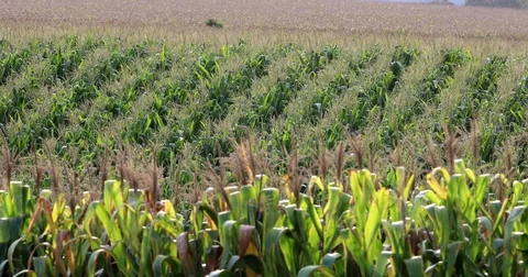 Cornfield landscape Stock-Footage 72995358