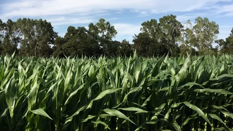 Cornfield landscape Stock Footage 93246798