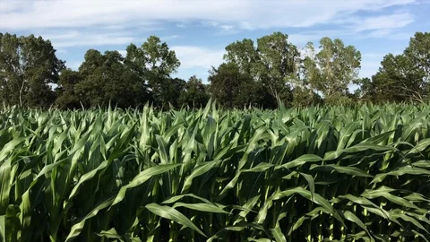 Cornfield landscape Stock Footage 93246804