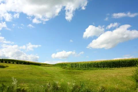 Cornfield landscape Stock Photos