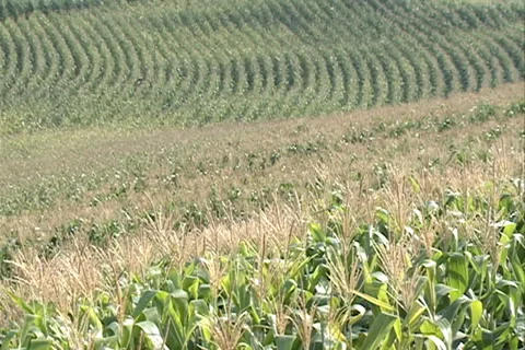 Cornfield Landscape SD 23 Video stock 37455388