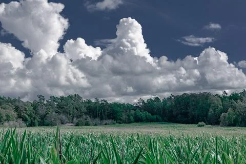 Cornfield Landscape with Trees and Sky in Soft Tones Foto stock