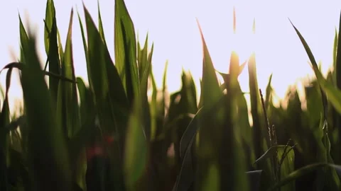 Cornfield in large plano at sunset Stock Footage 196241933