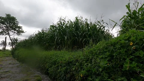 Cornfield at Late Afternoon on Mount Merapi — Golden Hour Rural Landscape Stock Footage 321102941