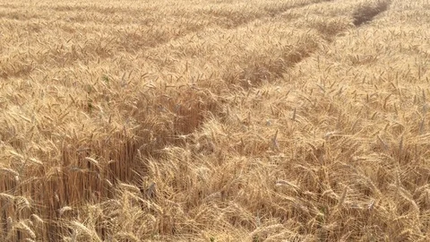 Cornfield in late summer 库存影片 88715638