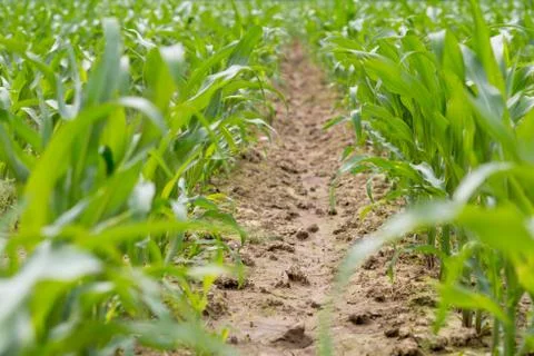 Cornfield ,lens flare effect Foto stock