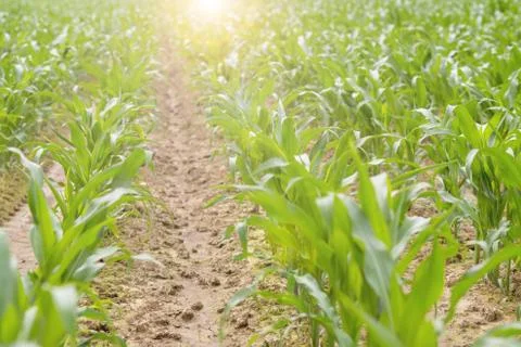 Cornfield ,lens flare effect Stock Photos
