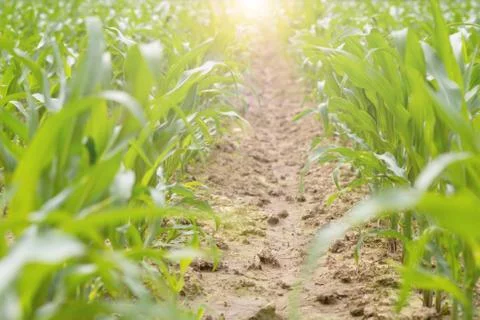 Cornfield ,lens flare effect Foto stock