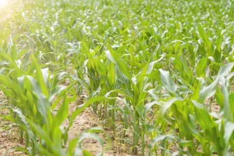 Cornfield ,lens flare effect Stock Photos