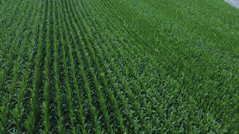 Cornfield in a low angle aerial view Video stock 143897152