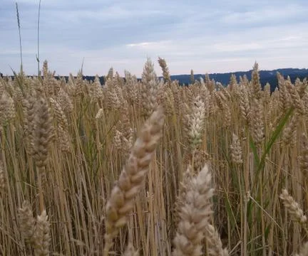 CORNFIELD   macro Stock Photos