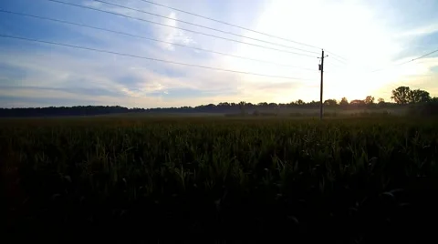 Cornfield maize aerial drone flight pedestal then forward Stock Footage 65297996