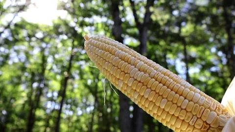 Cornfield Majesty Stock Footage 277123634