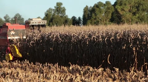 Cornfield with medium harvest Video stock 51297952