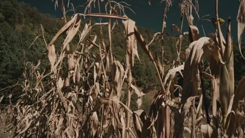 Cornfield medium shot Stock Footage 339843233
