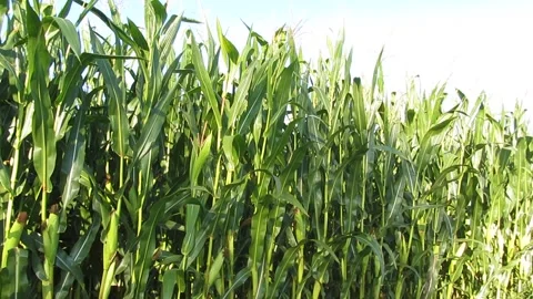 Cornfield morning Stock Footage 160099181