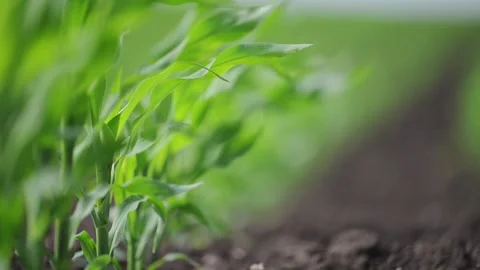 Cornfield in motion, wind flowing through perfect lines. Stock Footage 316242112