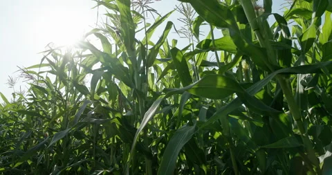 Cornfield. The movement in the corn field on the background of bright sunlight . Vídeos de archivo 141806157