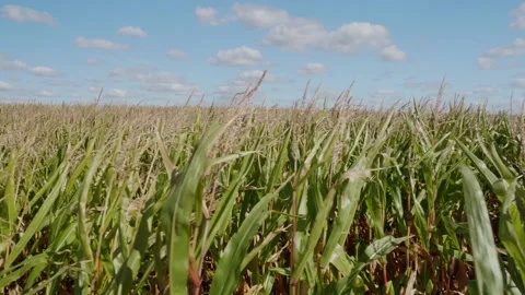 Cornfield. The movement in the corn field on the background of bright sunligh Stock Footage 162986466